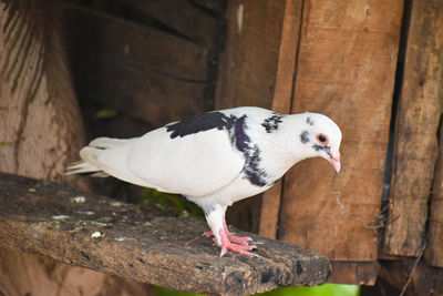 Close-up of a bird perching on wood