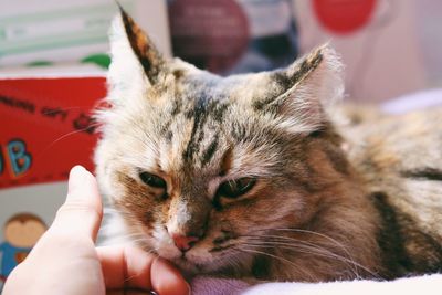 Close-up of hand holding cat