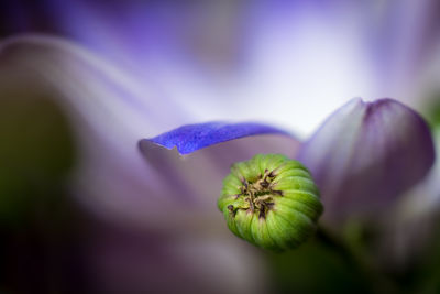 Close-up of purple flowers blooming outdoors