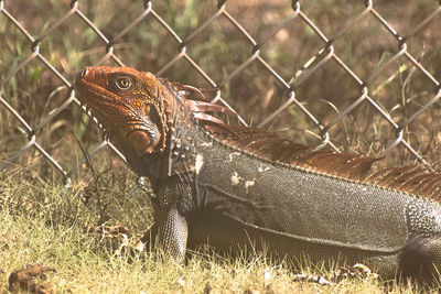 Close-up of iguana bu chainlink fence