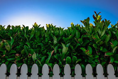 Plants against sky