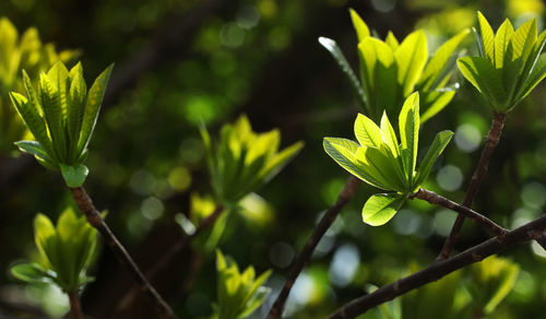 Close-up of plant