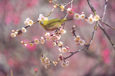 Close-up of cherry blossoms on tree