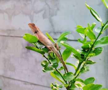 Close-up of a bird perching on plant