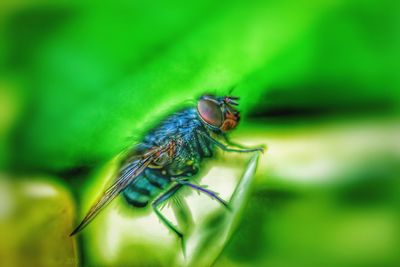 Close-up of insect on leaf