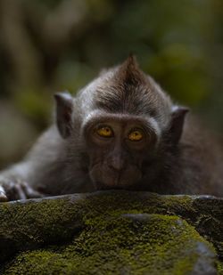 Close-up of monkey