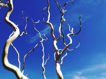 Low angle view of bare tree against blue sky