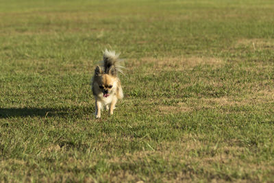 Dog running in field