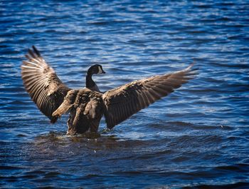 Birds flying over lake