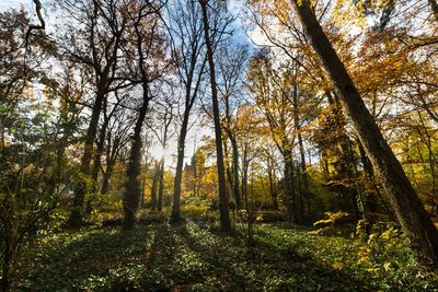 Trees in forest during autumn