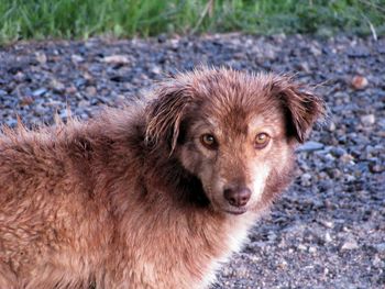 Portrait of a dog