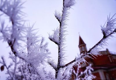 Low angle view of bare trees against sky during winter