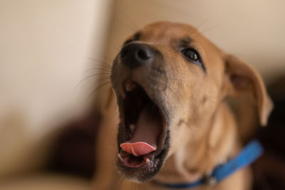 Close-up of dog puppy