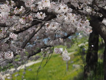 Close-up of cherry blossom tree