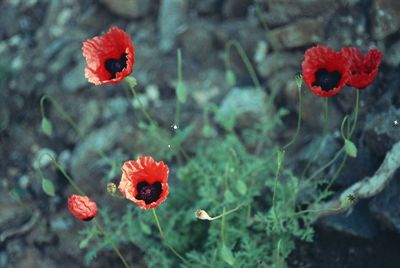 Close-up of red poppy blooming outdoors