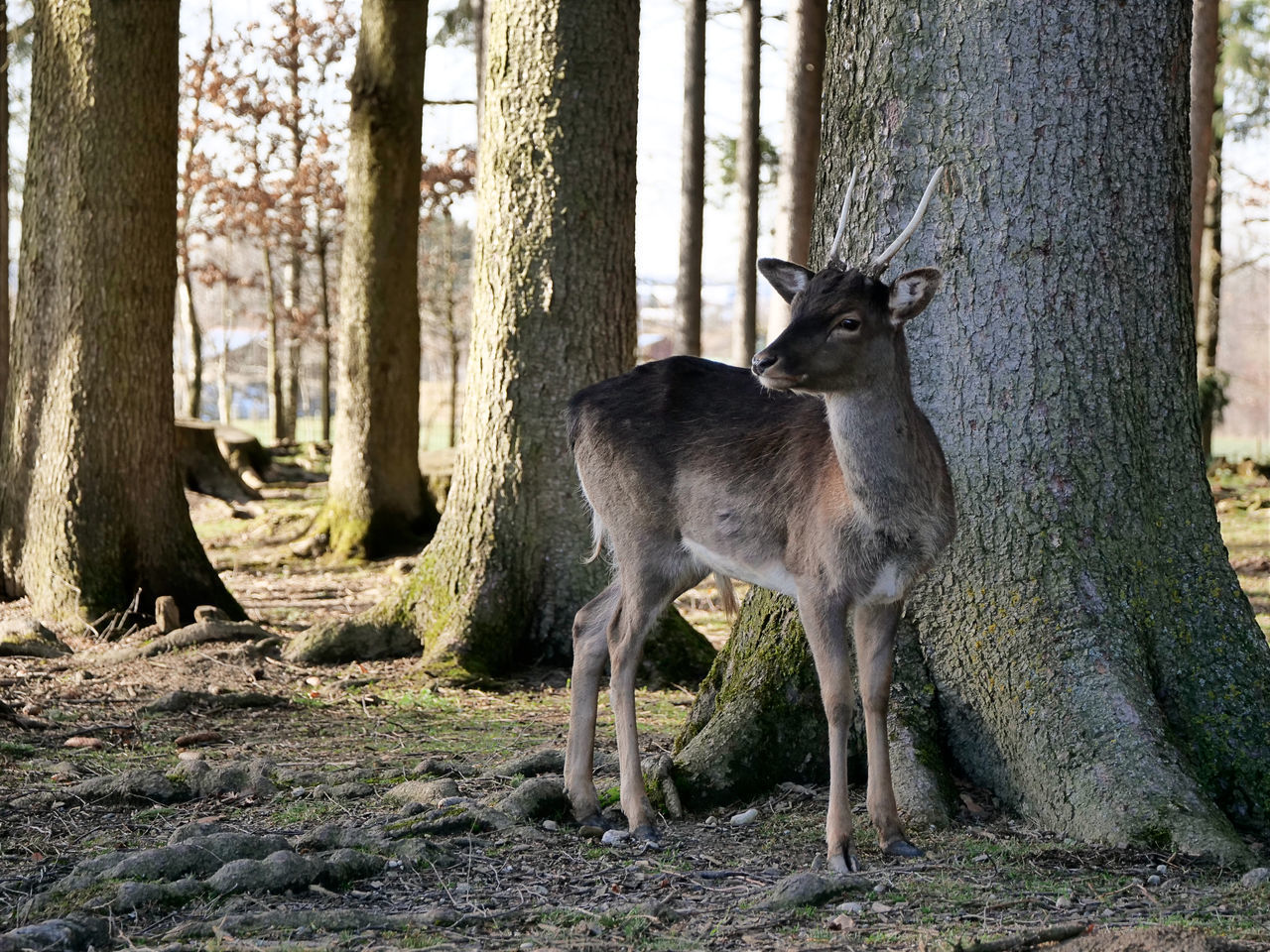 VIEW OF DEER IN FOREST