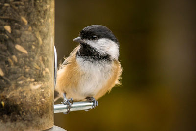 Close-up of bird