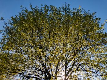 Low angle view of flowering tree against sky