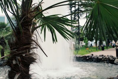 Close-up of tree against water