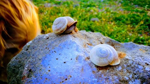 Close-up of snail