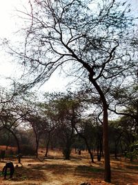 Bare trees on field