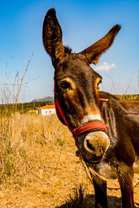 Close-up portrait of a horse on field