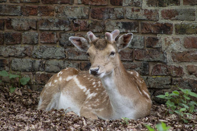 Close-up of deer against wall