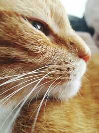 Close-up of cat