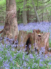 Flowers blooming on tree trunk