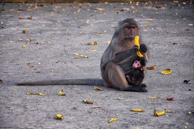 Macaque long tailed monkey, close-up phuket along river genus macaca cercopithecinae thailand asia