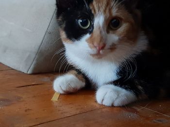 Close-up portrait of cat relaxing on floor