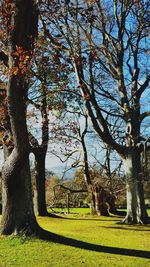 Trees on field against sky