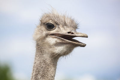 Close-up of a bird against clear sky