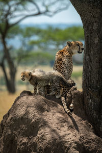 Cheetah with cubs on rock formation