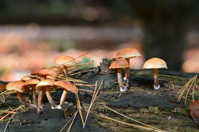 Close-up of mushroom on field