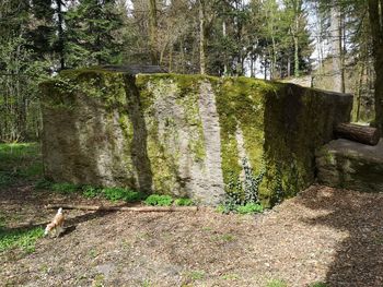 View of a horse in the forest