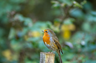 Close-up of bird perching on wooden post