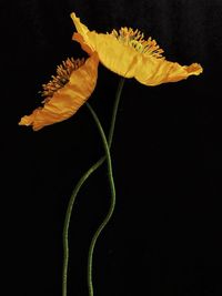 Yellow flowers against black background