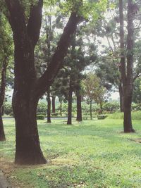 Trees in park