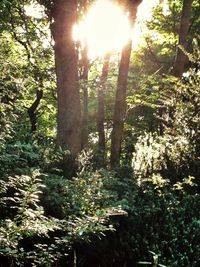 Sun shining through trees