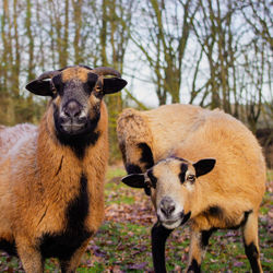 Portrait of two sheep on field