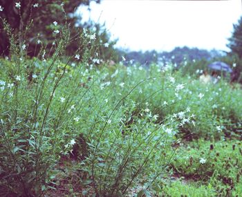 Close-up of flowering plants and trees on field
