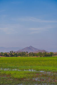 Scenic view of agricultural field against sky