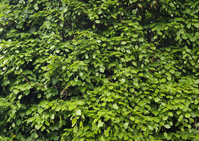 Full frame shot of ivy growing on tree