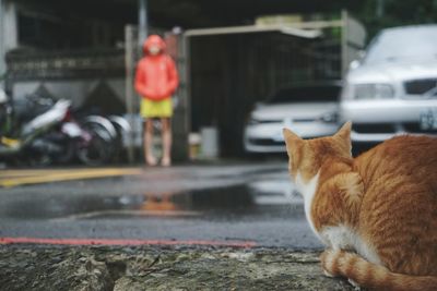 Close-up of cat