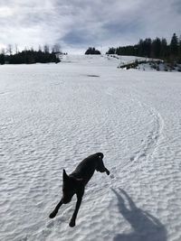 Dog running on snow field