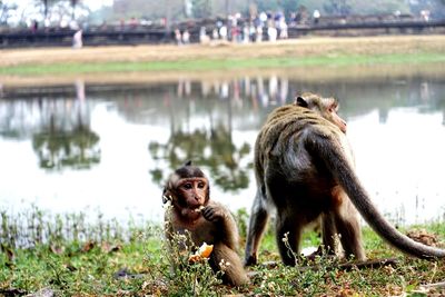 Monkey looking at lake