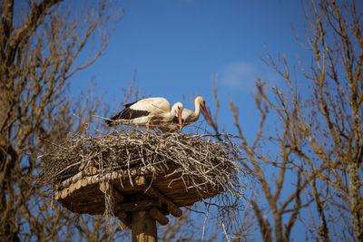 Low angle view of birds in nest against sky