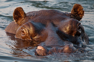 Hippopotamus looking