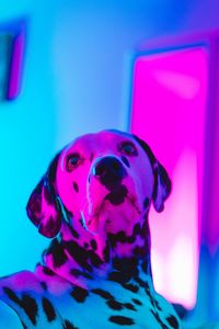 Close-up of dalmatian dog looking away